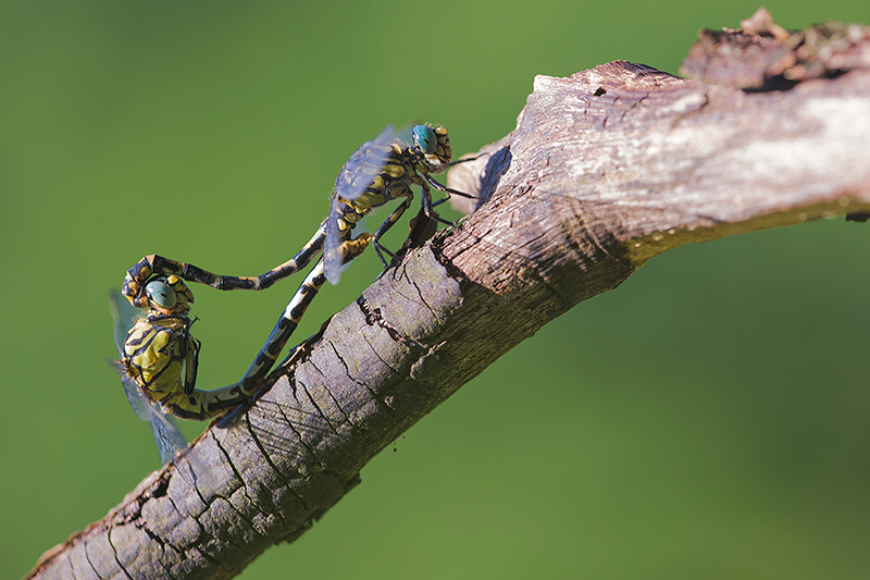 Kleine tanglibel | Onychogomphus forcipatus ssp. unguiculatus