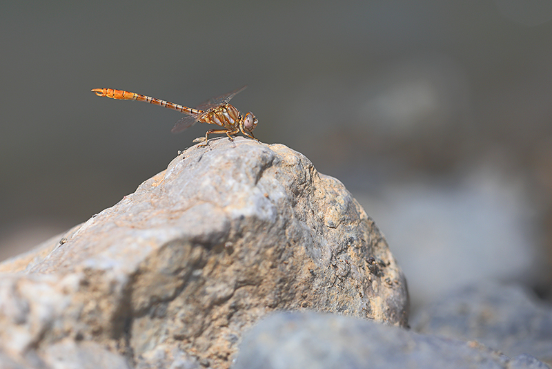 Moorse tanglibel | Onychogomphus costae in Spanje