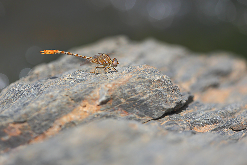Moorse tanglibel | Onychogomphus costae in Spanje