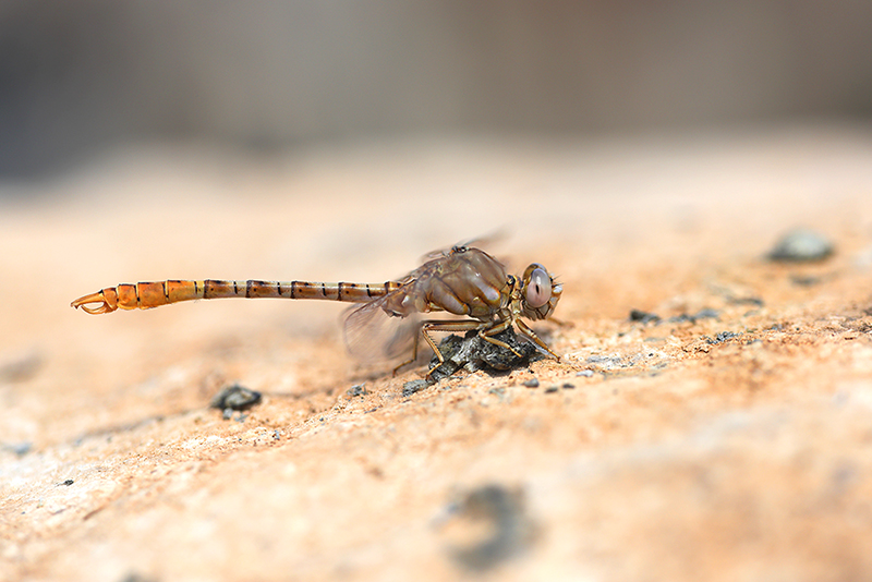 Moorse tanglibel | Onychogomphus costae in Spanje
