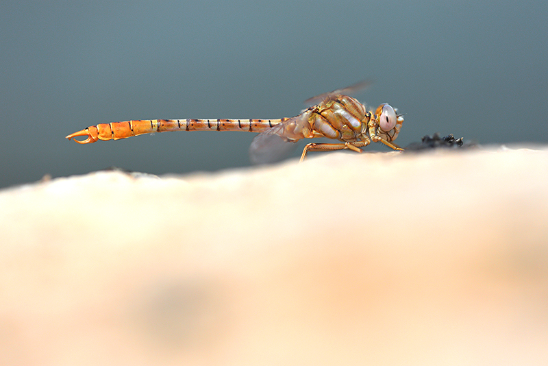 Moorse tanglibel | Onychogomphus costae in Spanje
