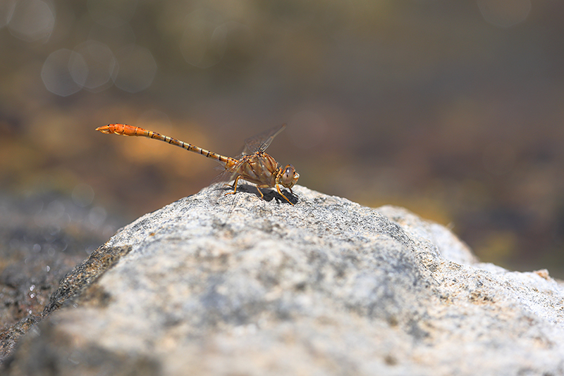 Moorse tanglibel | Onychogomphus costae in Spanje