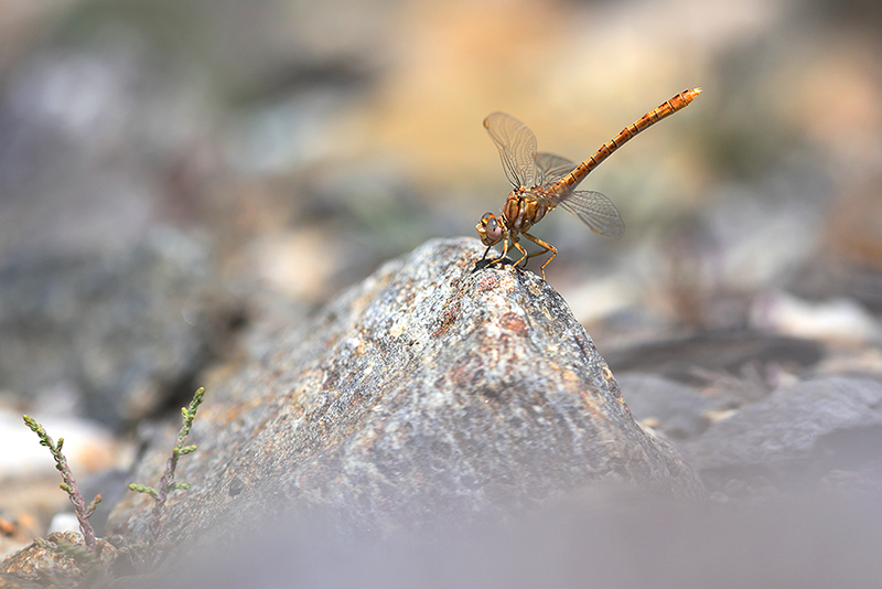 Moorse tanglibel | Onychogomphus costae in Spanje