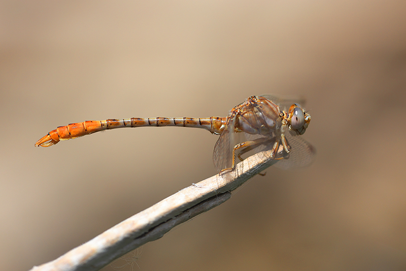 Moorse tanglibel | Onychogomphus costae in Spanje