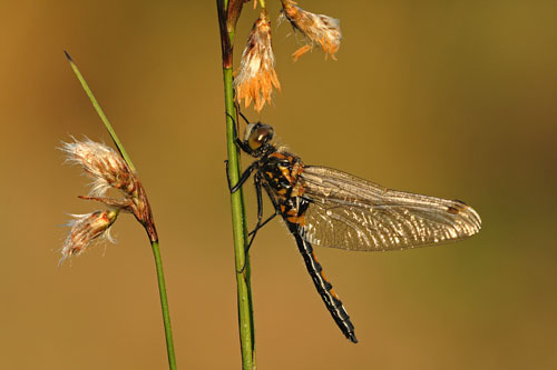 Noordse witsnuitlibel | Leucorrhinia rubicunda