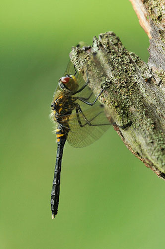 Oostelijke witsnuitlibel | Leucorrhinia albifrons