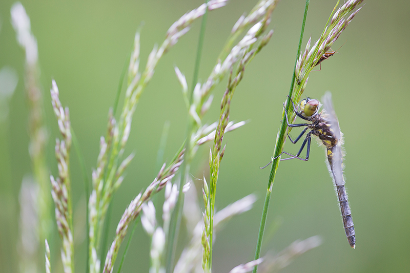 Oostelijke witsnuitlibel | Leucorrhinia albifrons in Nederland is zeer zeldzaam.