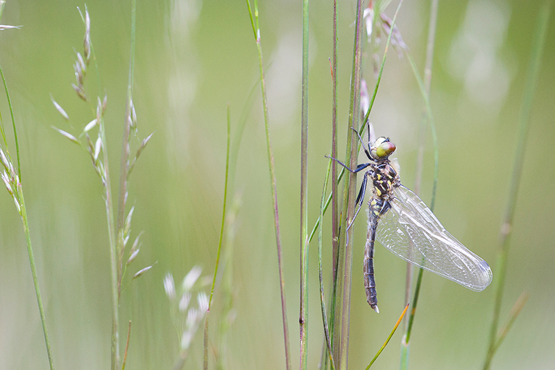 Zeer zeldzame Oostelijke witsnuitlibel | Leucorrhinia albifrons in Nederland