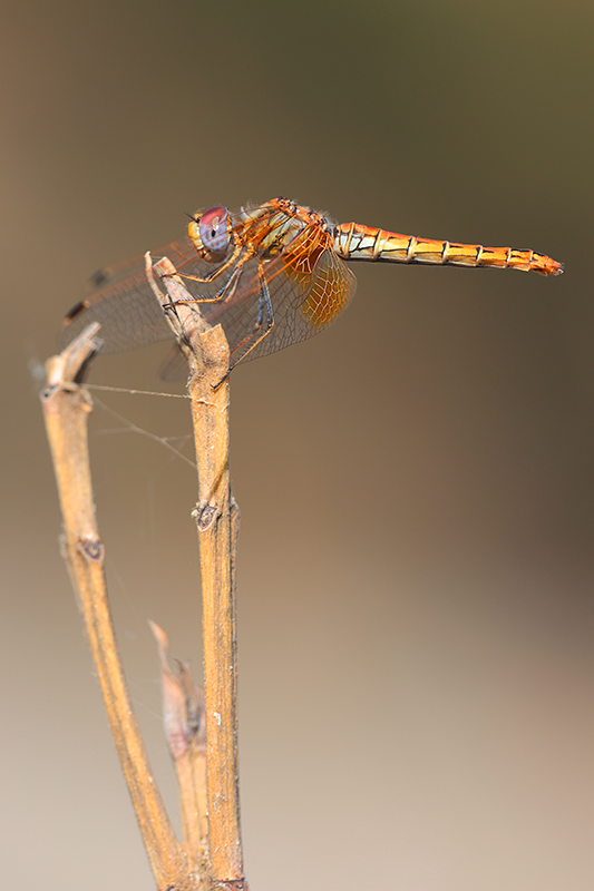 Oranje zonnewijzer | Trithemis kirbyi