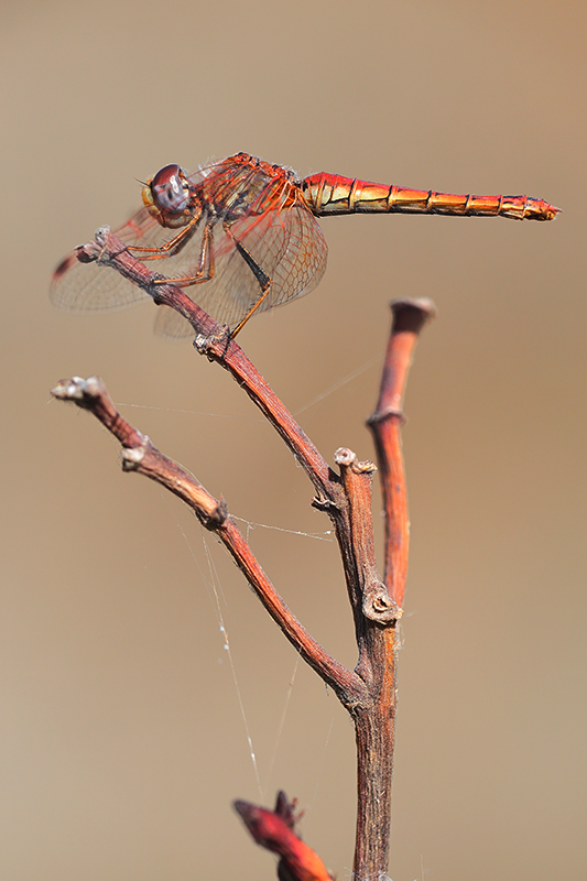 Oranje zonnewijzer | Trithemis kirbyi