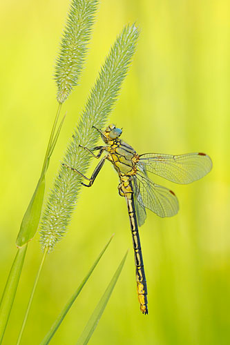 Plasrombout | Gomphus pulchellus
