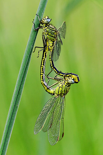 Plasrombout | Gomphus pulchellus