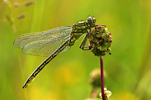 Vrouwtje Plasrombout | Gomphus pulchellus