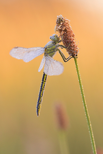 Met dauw bedekte Plasrombout | Gomphus pulchellus