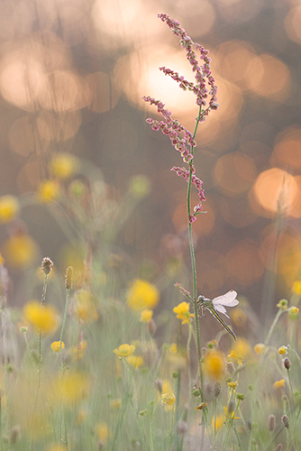 Kwetsbare Plasrombout met bokeh van de zonsopkomst.