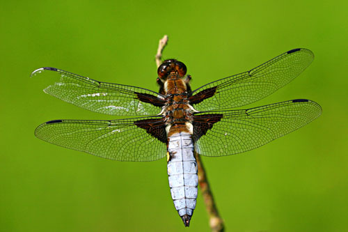 Platbuik | Libellula depressa