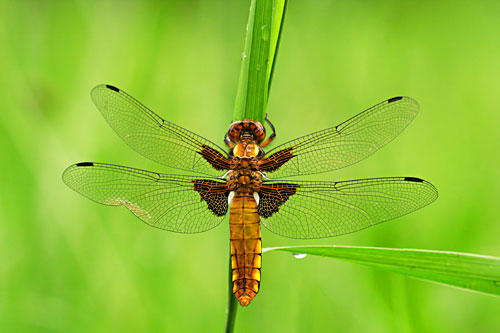 Platbuik | Libellula depressa