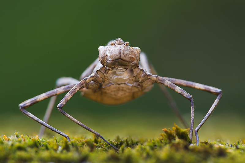 Larvenhuidje Prachtlibel | Macromia splendens in de Ardeche, Frankrijk.