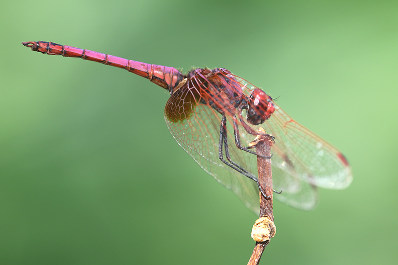 Paarse Purperlibel | Trithemis annulata in Griekenland