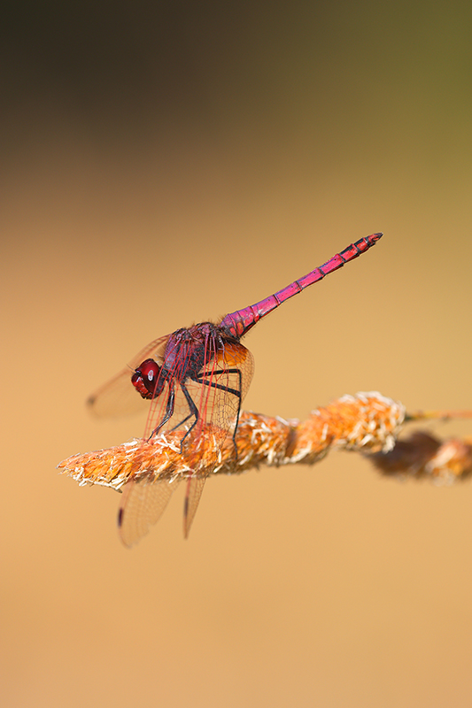 Purperlibel | Trithemis annulata