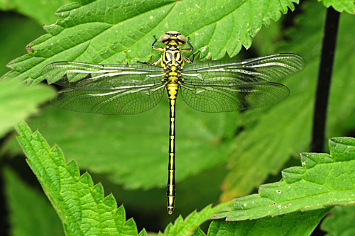 Vers uitgeslopen Rivierrombout | Stylurus (Gomphus) flavipes