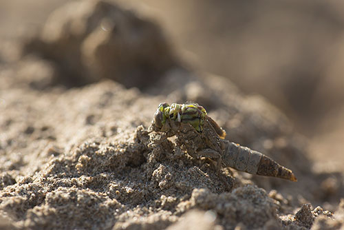 Rivierrombout | Stylurus (Gomphus) flavipes