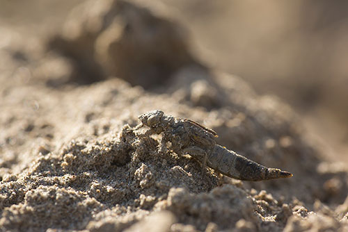 Rivierrombout | Stylurus (Gomphus) flavipes