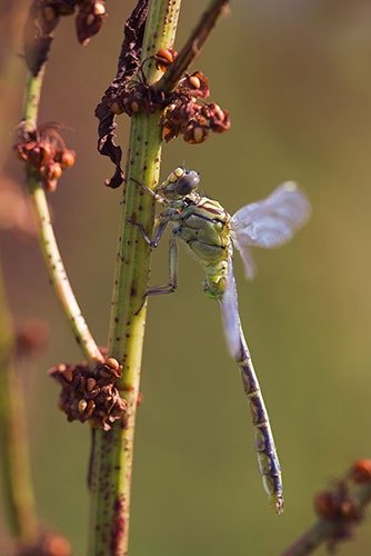 Rivierrombout | Stylurus (Gomphus) flavipes