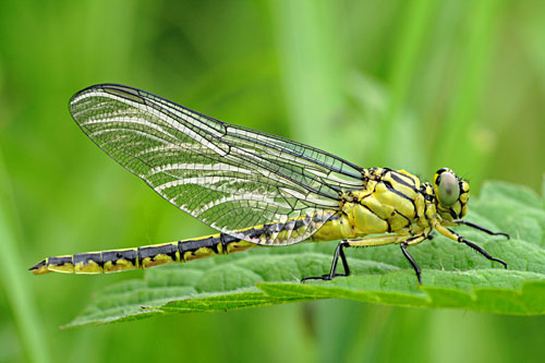 Rivierrombout | Stylurus (Gomphus) flavipes