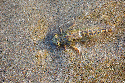 Rivierrombout | Stylurus (Gomphus) flavipes