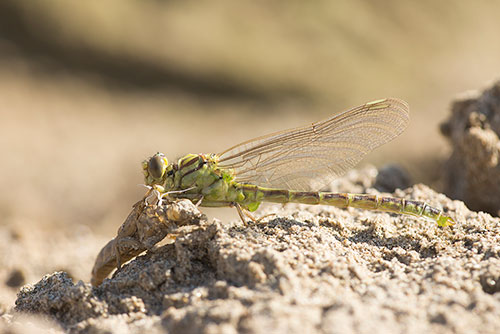 Rivierrombout | Stylurus (Gomphus) flavipes