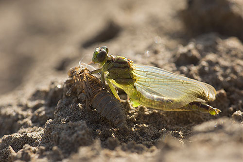 Rivierrombout | Stylurus (Gomphus) flavipes