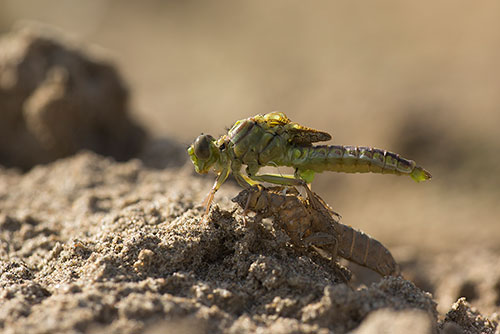 Rivierrombout | Stylurus (Gomphus) flavipes