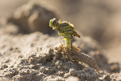 Rivierrombout | Stylurus (Gomphus) flavipes