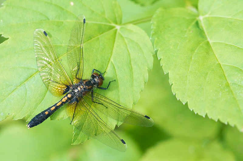 Mannetje Sierlijke witsnuitlibel | Leucorrhinia caudalis in de Weerribben.