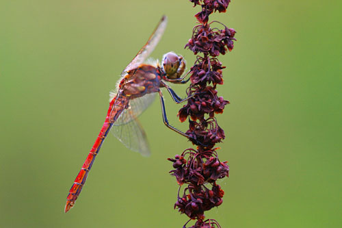 Mannetje Steenrode heidelibel | Sympetrum vulgatum