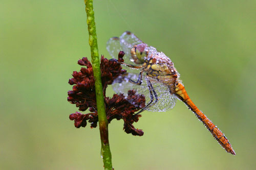 Steenrode heidelibel | Sympetrum vulgatum