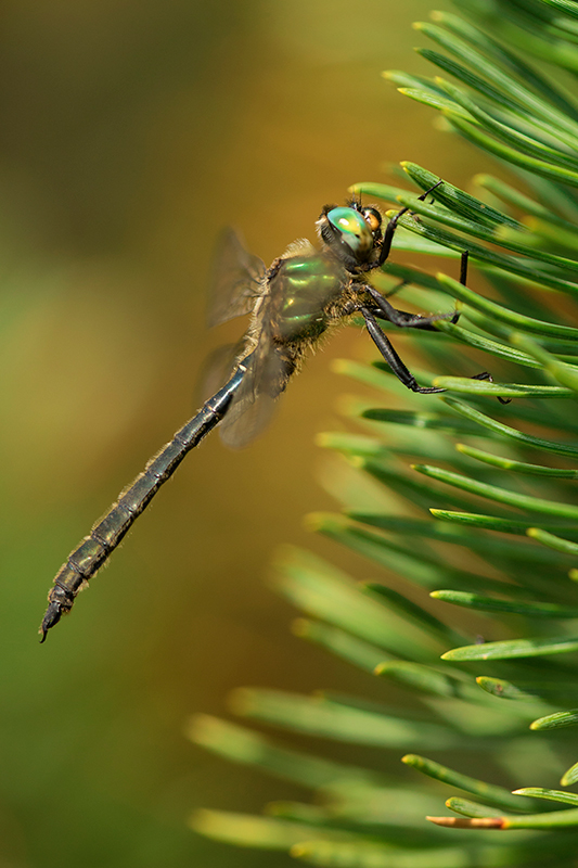 Mannetje Taiga glanslibel | Somatochlora alpestris in Oostenrijk.