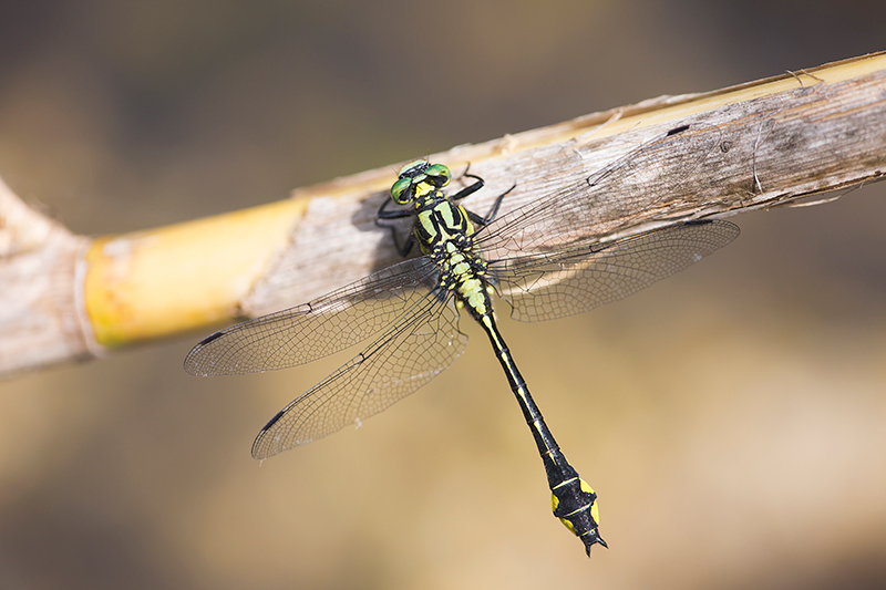 Mannetje Turkse rombout | Gomphus schneiderii op Corfu