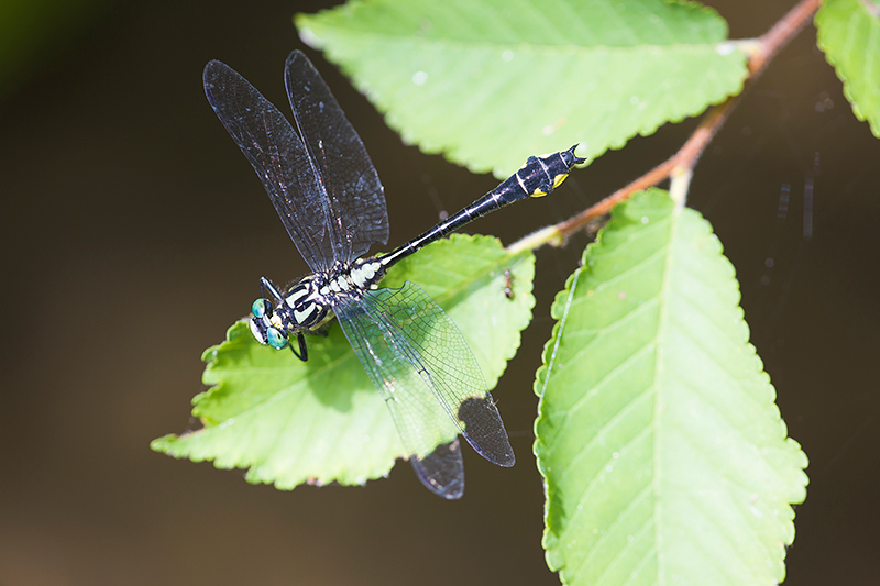 Turkse rombout | Gomphus schneiderii op Corfu