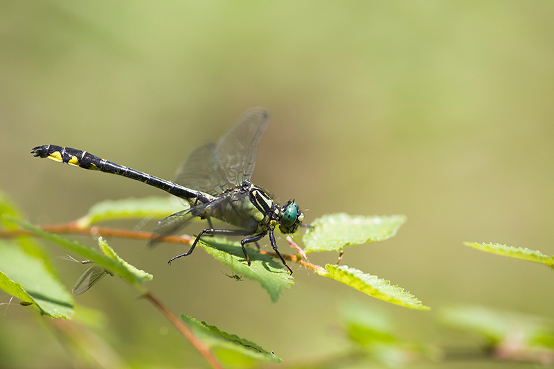 Turkse rombout | Gomphus schneiderii op Corfu