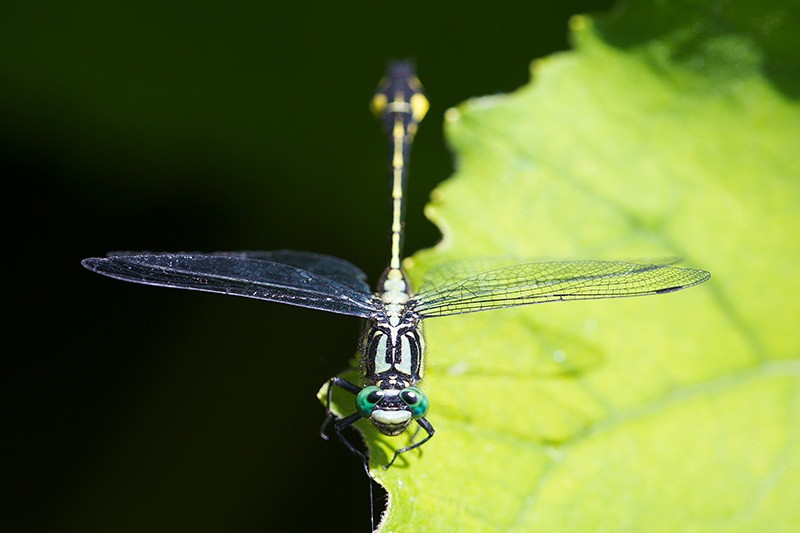 Turkse rombout | Gomphus schneiderii op Corfu