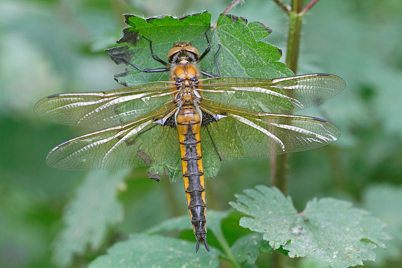 Tweevlek | Epitheca bimaculata in Frankrijk