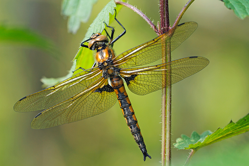 Mannatje Tweevlek | Epitheca bimaculata in Noord Frankrijk.