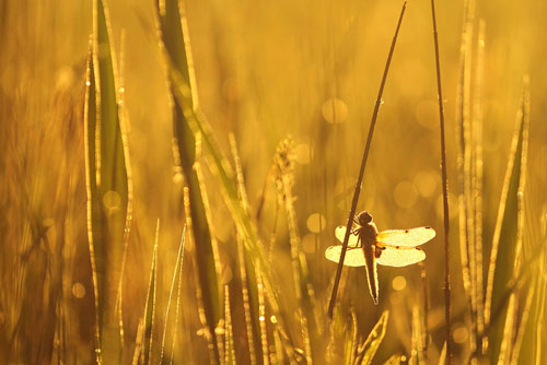 Viervlek | Libellula quadrimaculata