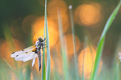 Zonsopkomst met Viervlek | Libellula Quadrimaculata onder de dauw