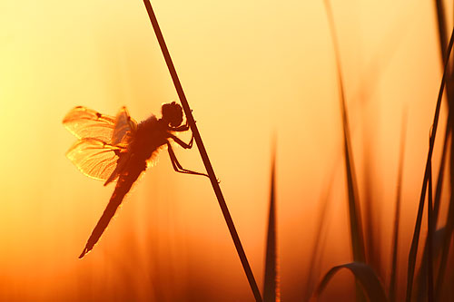 Viervlek met oranje licht van de zonsopkomst