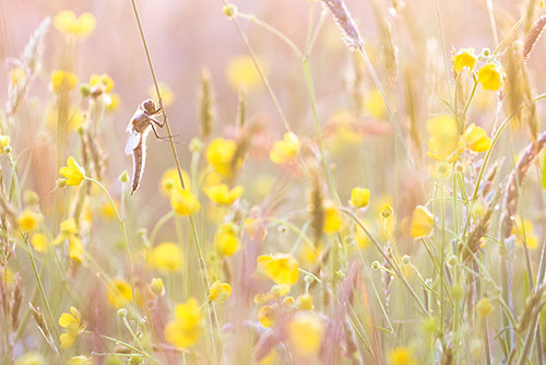 Viervlek | Libellula Quadrimaculata tussen de Boterbloemen