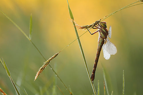 Vroege glazenmaker | Aeshna isoceles bedekt met dauw.