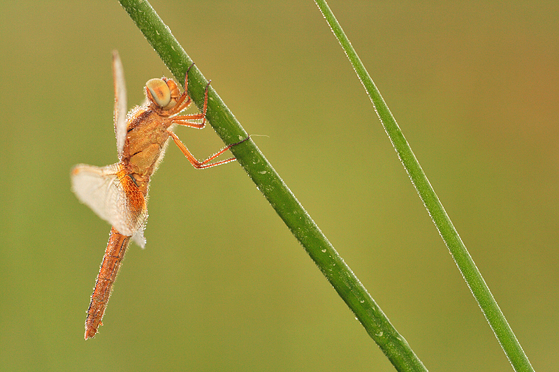 Vuurlibel | Crocothemis erythraea